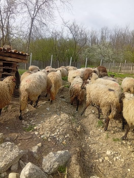 Vând oi tinere corcitura