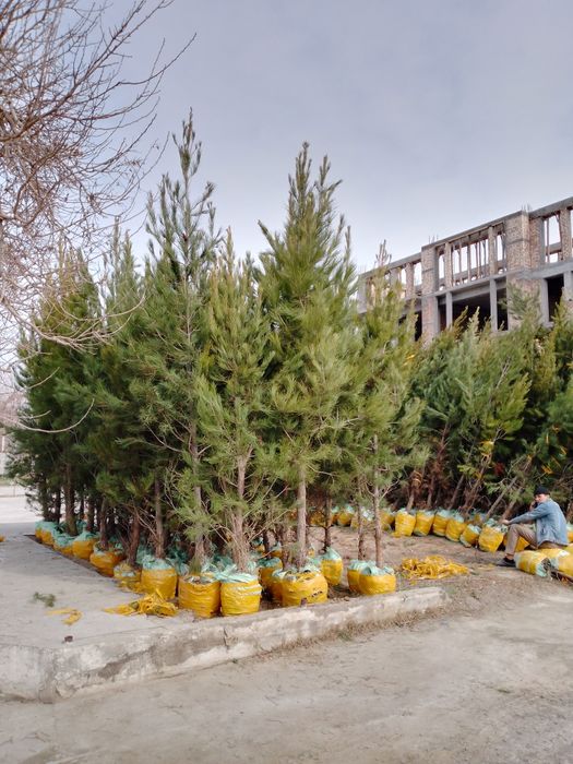 Eldariski sasna archalar