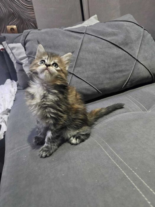 Роскошные малыши мейн-куна