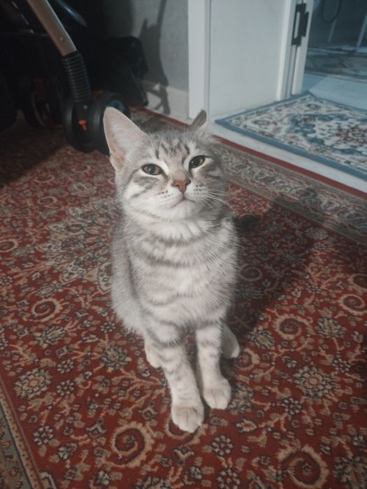 Продается шотландски котенок