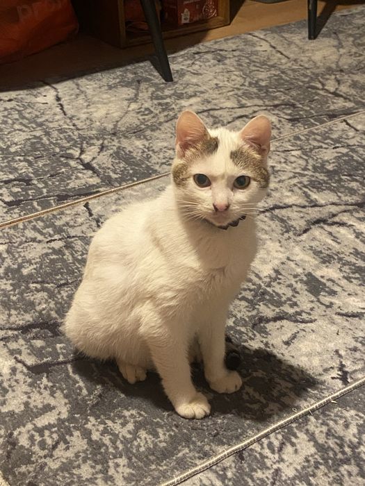 Donez pisoi extrem de iubitor