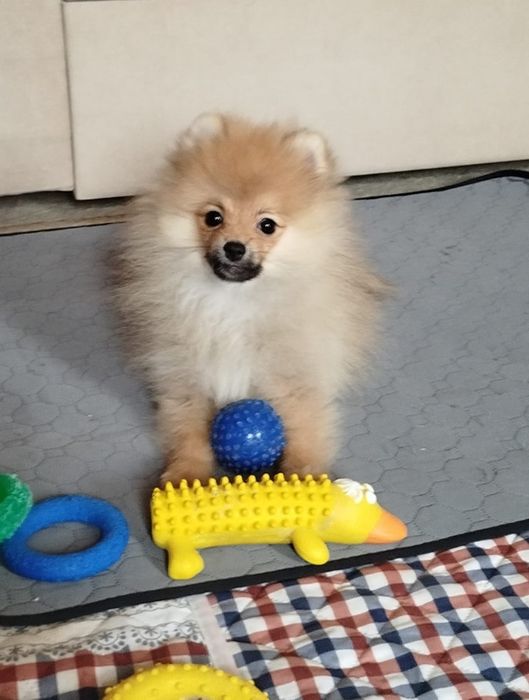 Девочка померанского шпица