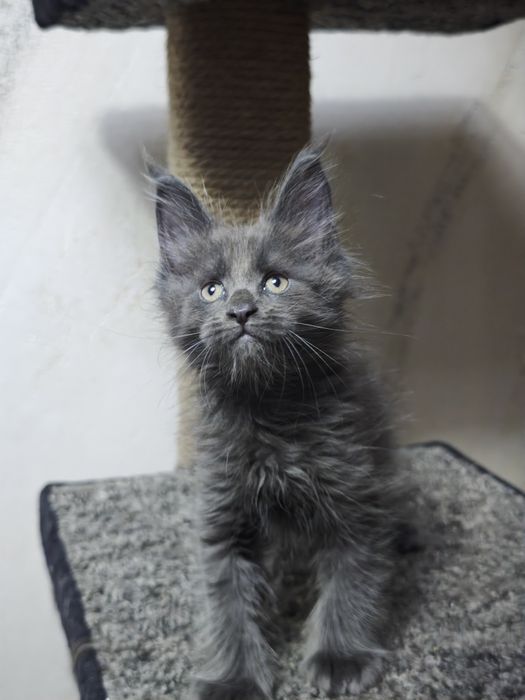 Пушистое счастье в ваш дом