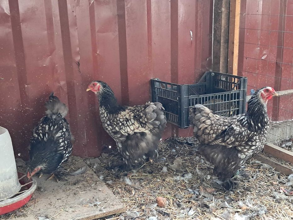 Brahma Silver Laced 5 gaini