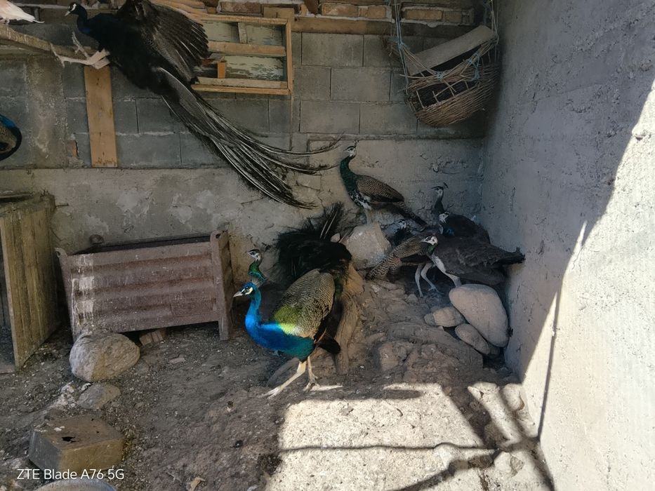 Птиците са в отлично здраве, добре гледани Общо са 10 бря