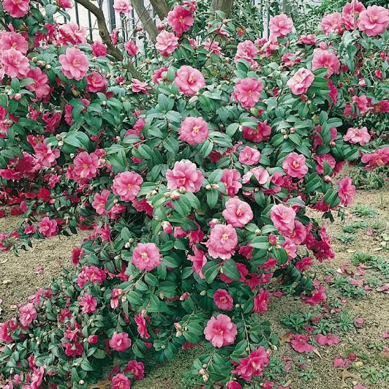 Camelie diverse culori