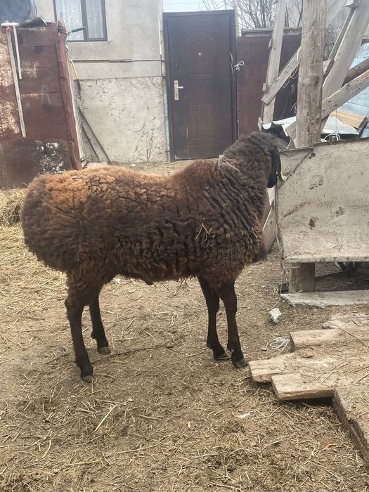 Семиз Кошкар сатылады