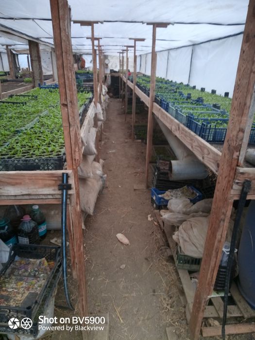 Răsaduri profesionale