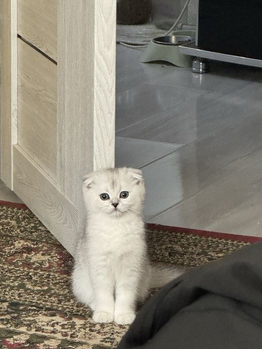 Продаюся Бритаская шиншилла чисто кровь