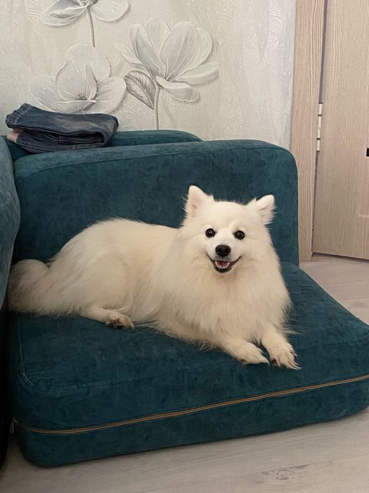 Японский шпиц девочка