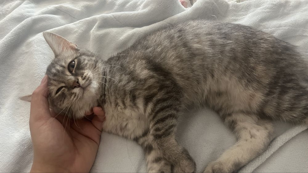 Котёнок Бесплатно