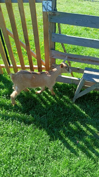 CĂPRIȚE DE VÎNZARE CU CITE 2 Ieduți și un tap