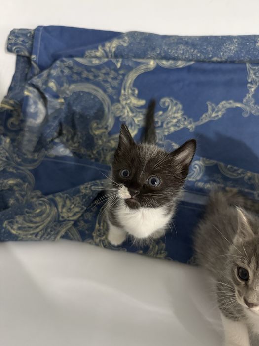 Котят бесплатно отдадим