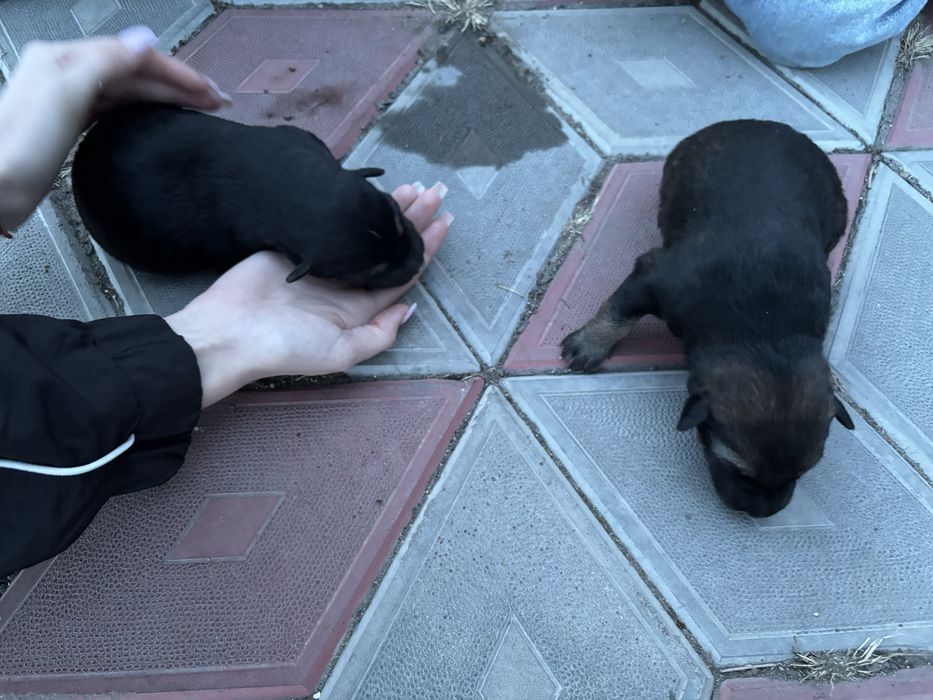 Отдам щенков немоцкой овчарки