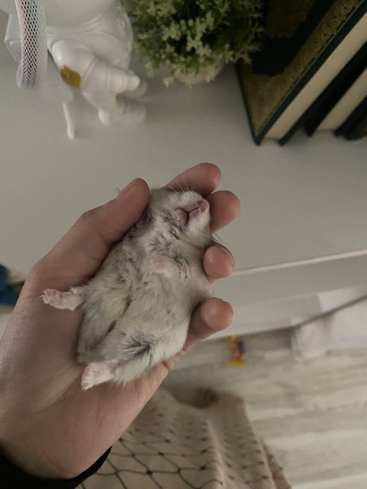 Хоми ищет добрые ручки