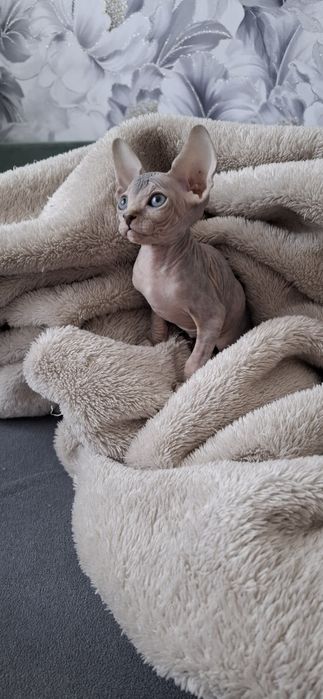 Канадский сфинкс