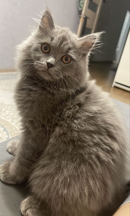 Отдам породистого кота 1 год