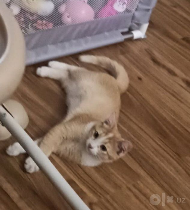 Отдаю в добрые руки котенка 4 месяца