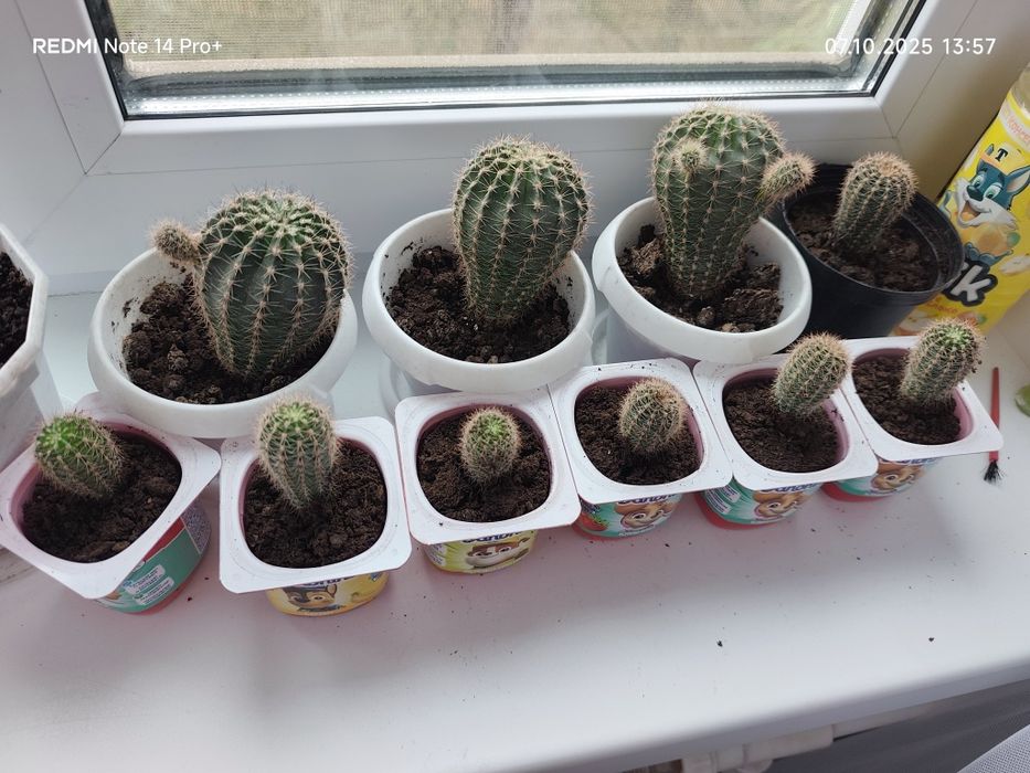 Продам кактус домашний