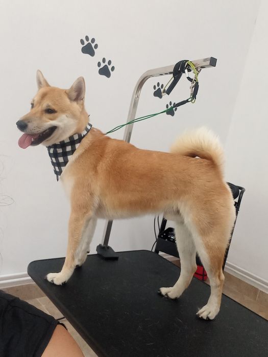 Toaletez câini  talie mare !