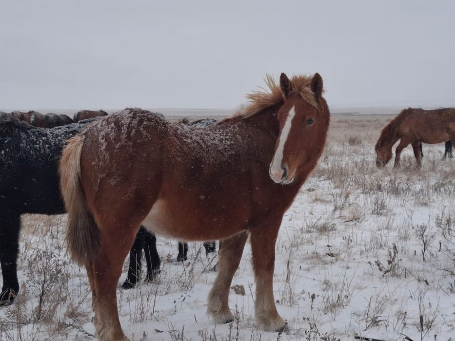 Тяжоловес тай сатылады