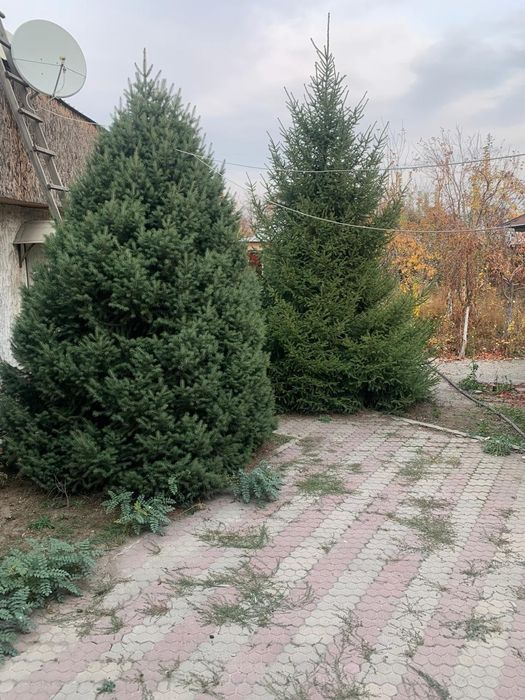 Ёлки красивые необычные