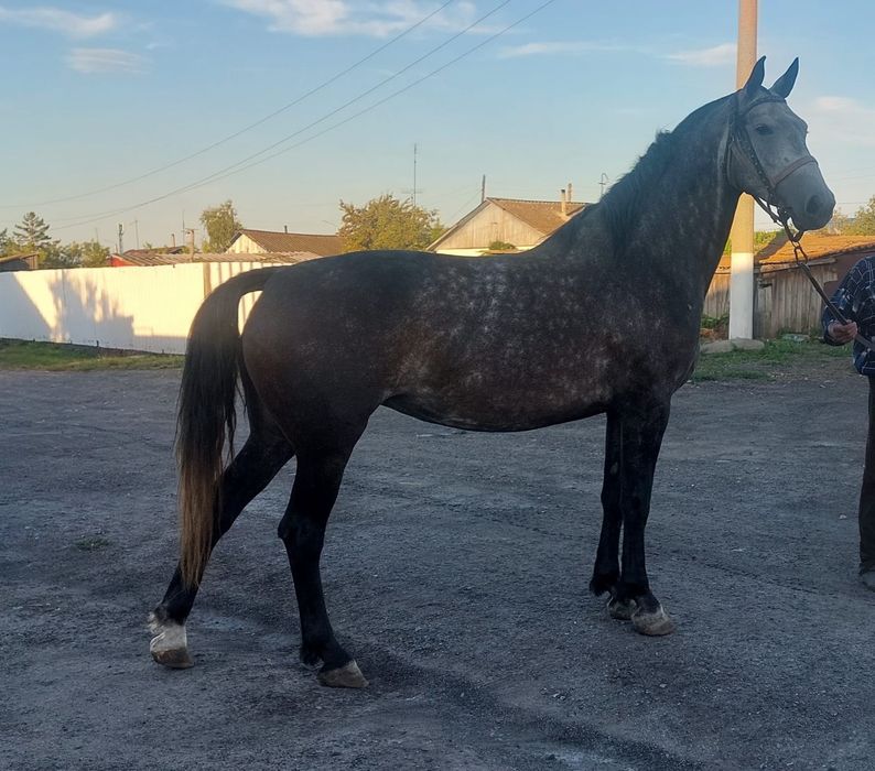 Продам кобылу орловка
