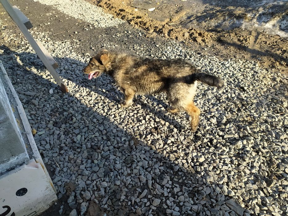 Отдам щенка девочку 6 месяцев.