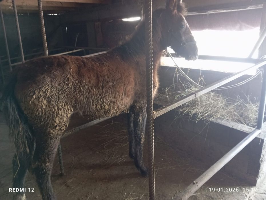 Продам Жабагы Еркек