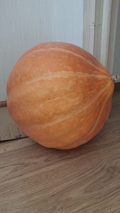 Продам тыкву большуую