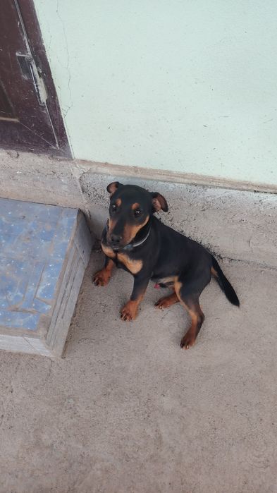 Немецкий ягдтерьер 5 айлық еркек