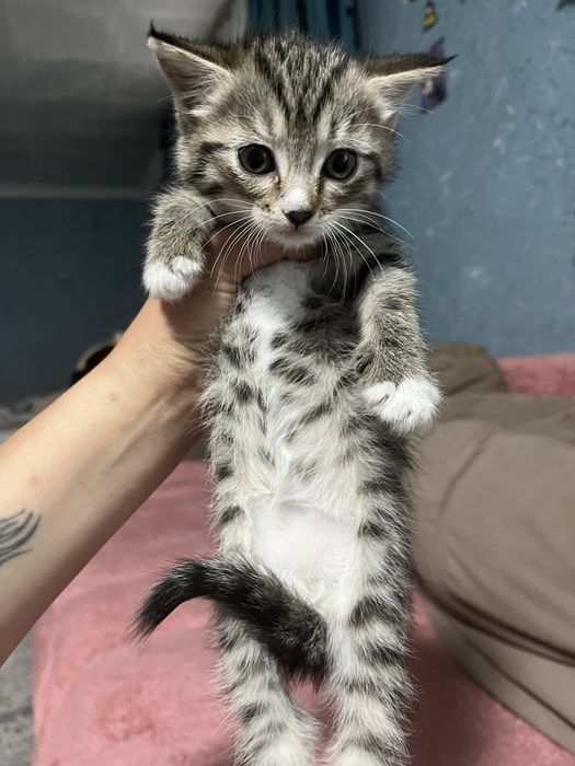 Отдам котят в добрые руки