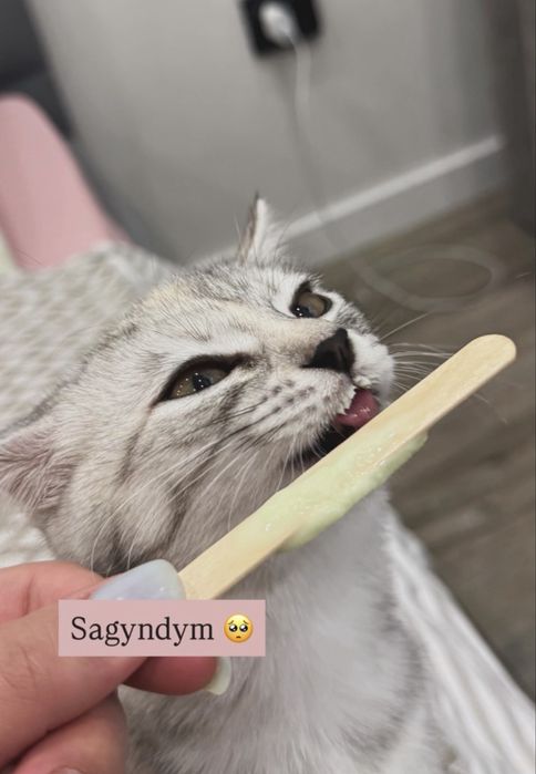 Котенок отдам в добрые руки