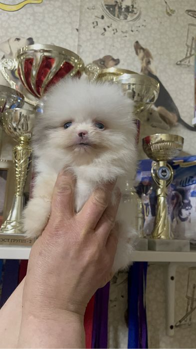 Шпиц девочка с документами