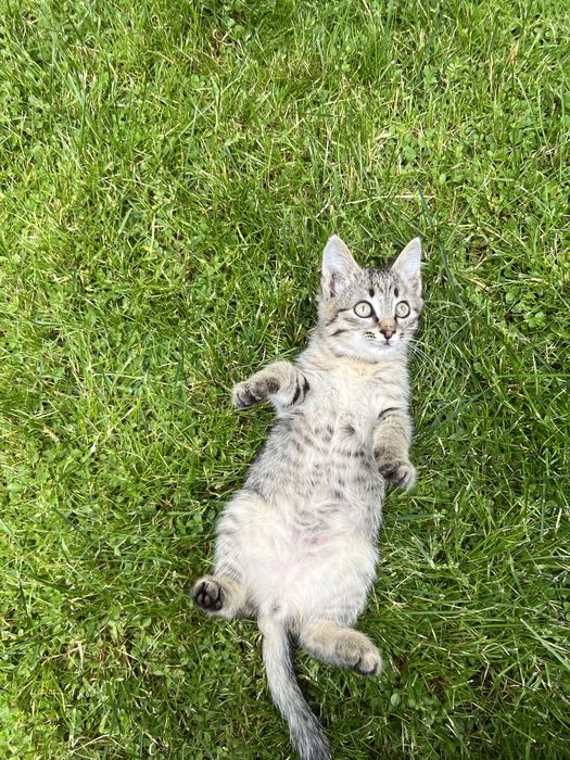 Котик в добрые руки