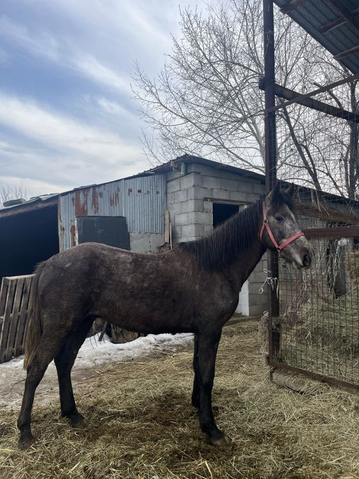 Жеребец обмен продажа