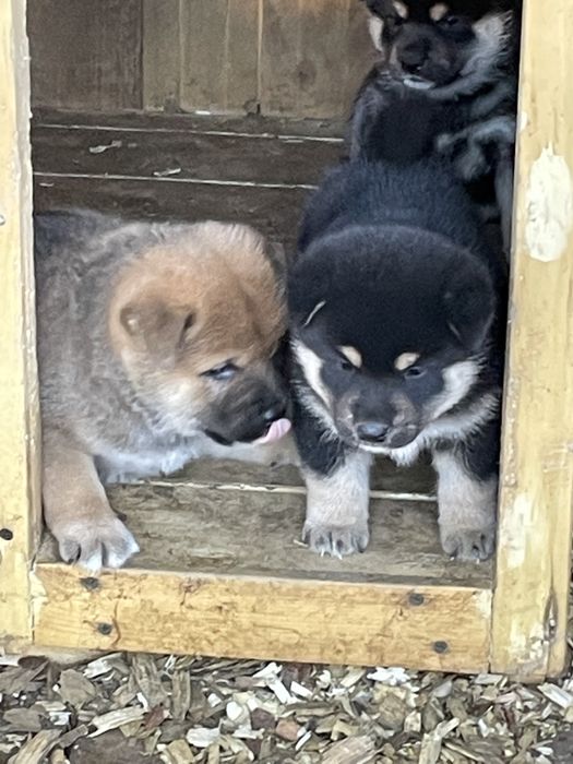 продаю щенков сибы японской