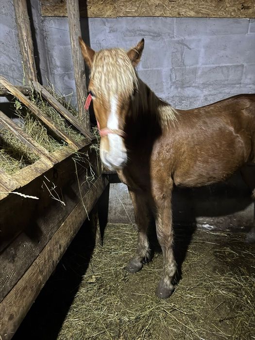 Vând mânză Blondă