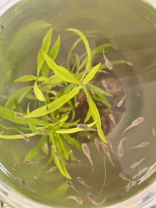 Donez pești Guppy