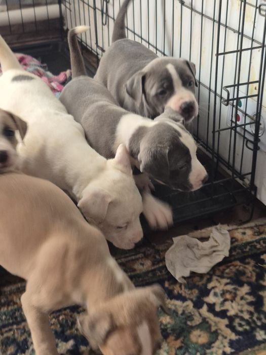 Щенки питбультерьера