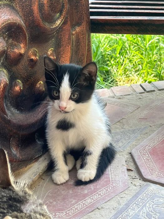 Отдаём в добрые руки котят