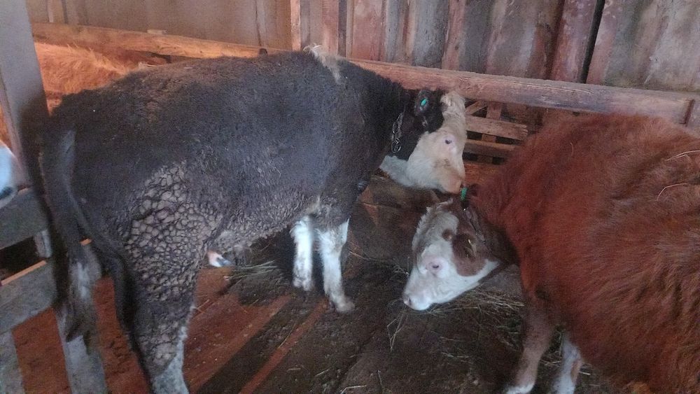 Продам бычков годовалых 3 головы