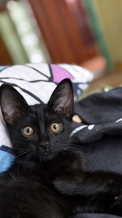 Девочка 1,5 месяцев