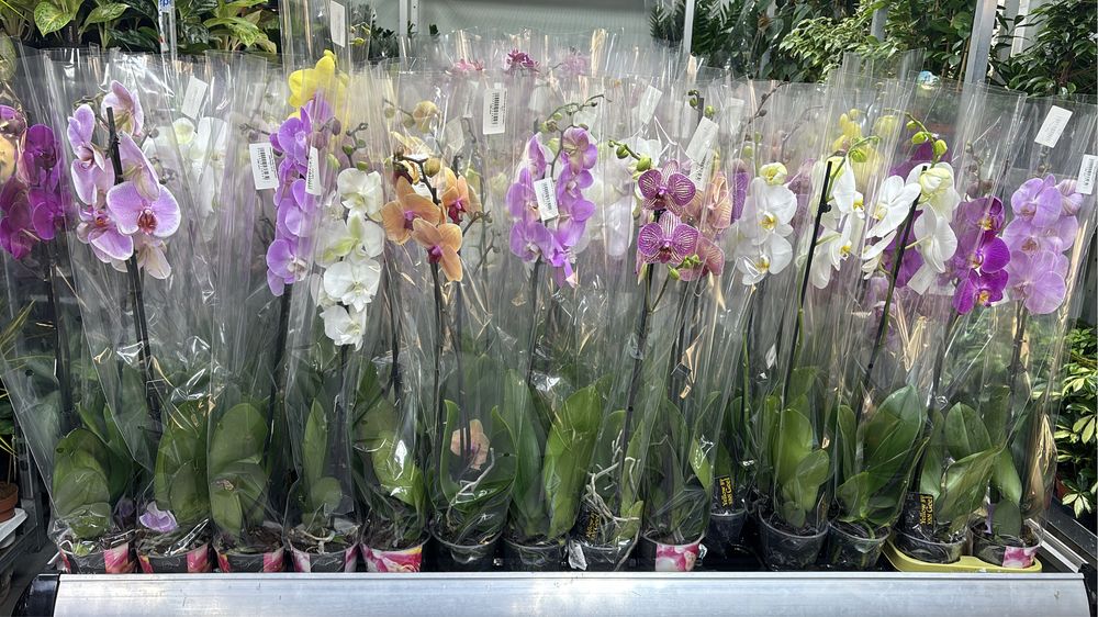 Орхидеи, орхидея, на подарок!