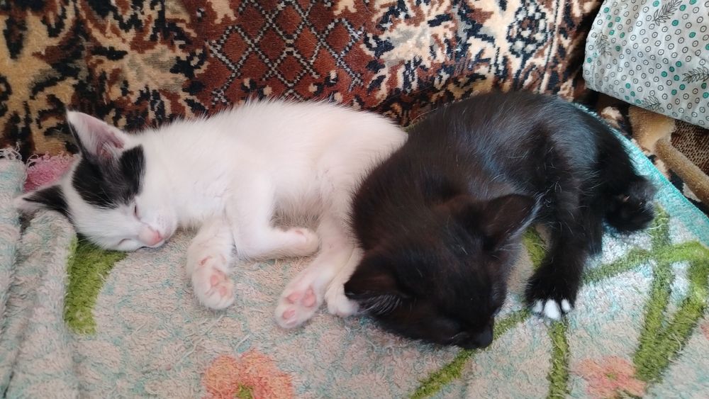 Отдам чудесных котят в добрые руки
