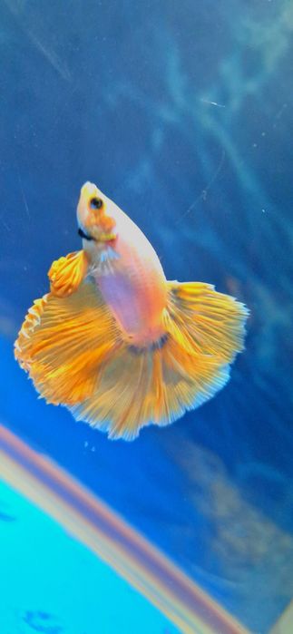 Петушок самец окрас