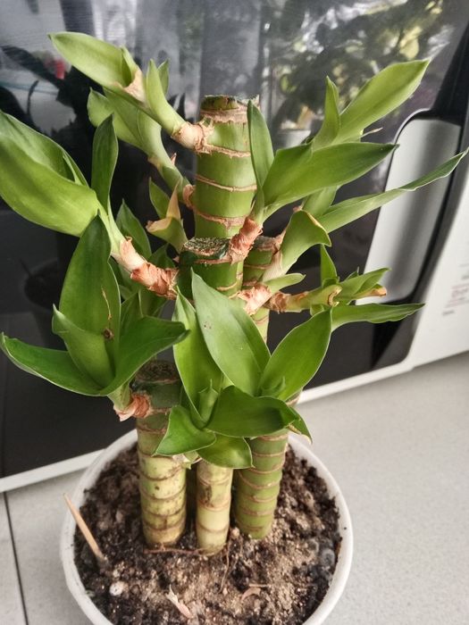 Бамбук Лакки продам