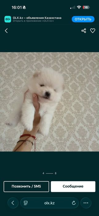 Продам щенков шпица рассрочка каспи 0 0 12