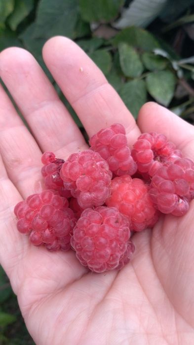 Продам дом, гараж, баню, времянку.