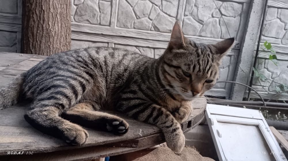 Молодой котик БЕСПЛАТНО